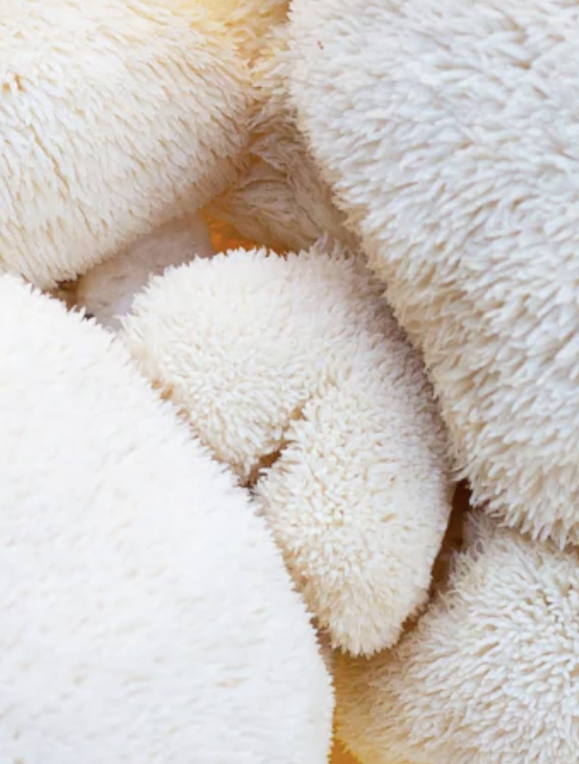 Meet Lion’s Mane, Nature’s Brain Booster